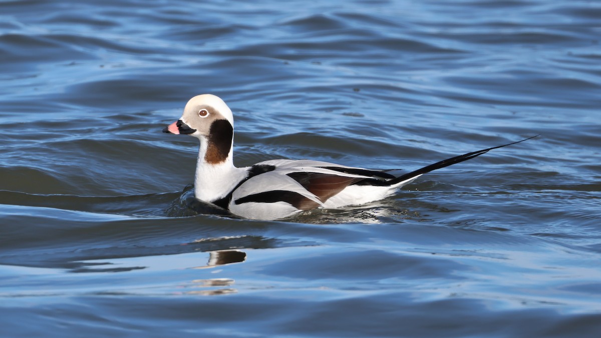 Moretta codona - ML647286909