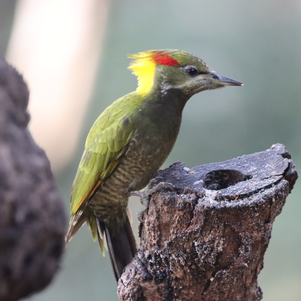 Lesser Yellownape - ML647286912