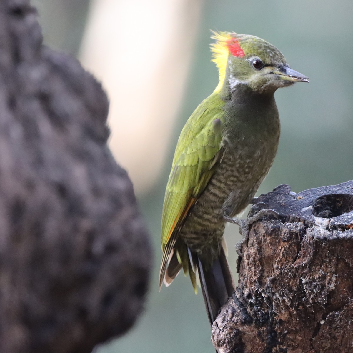 Lesser Yellownape - ML647286918