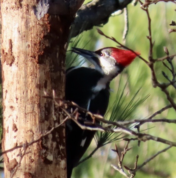 エボシクマゲラ - ML647286919