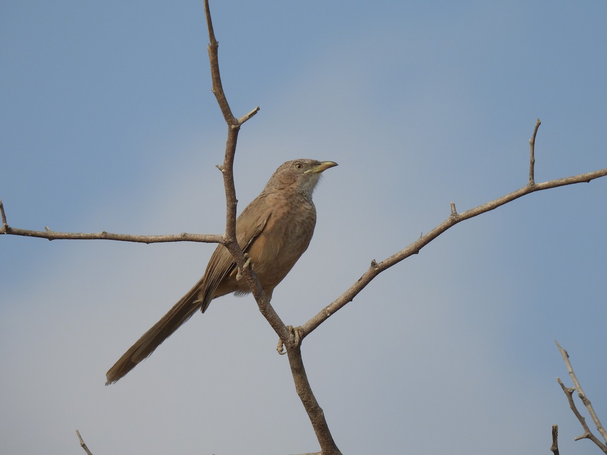 Arabian Babbler - ML647286924