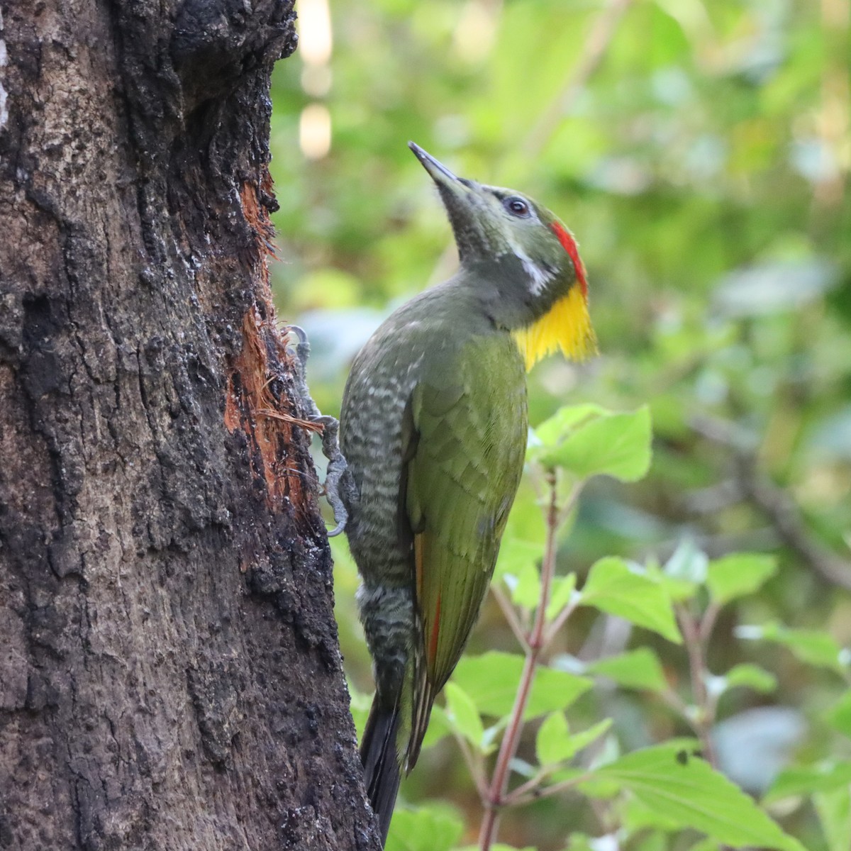 Lesser Yellownape - ML647286926