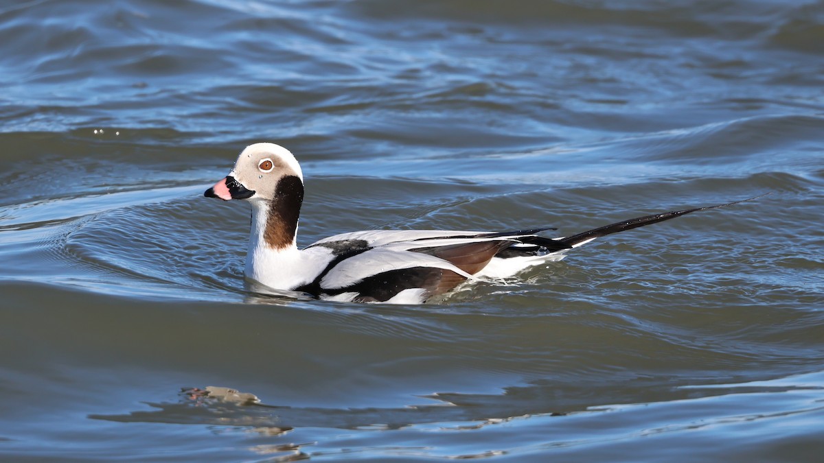 Moretta codona - ML647286934