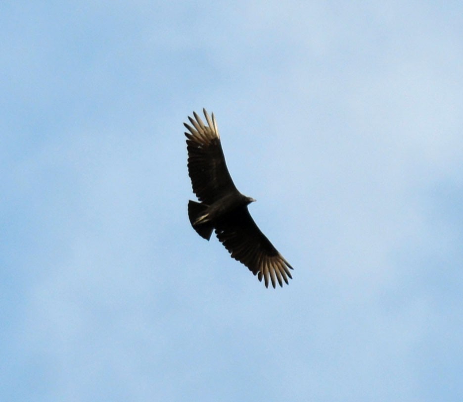 Black Vulture - ML647286937