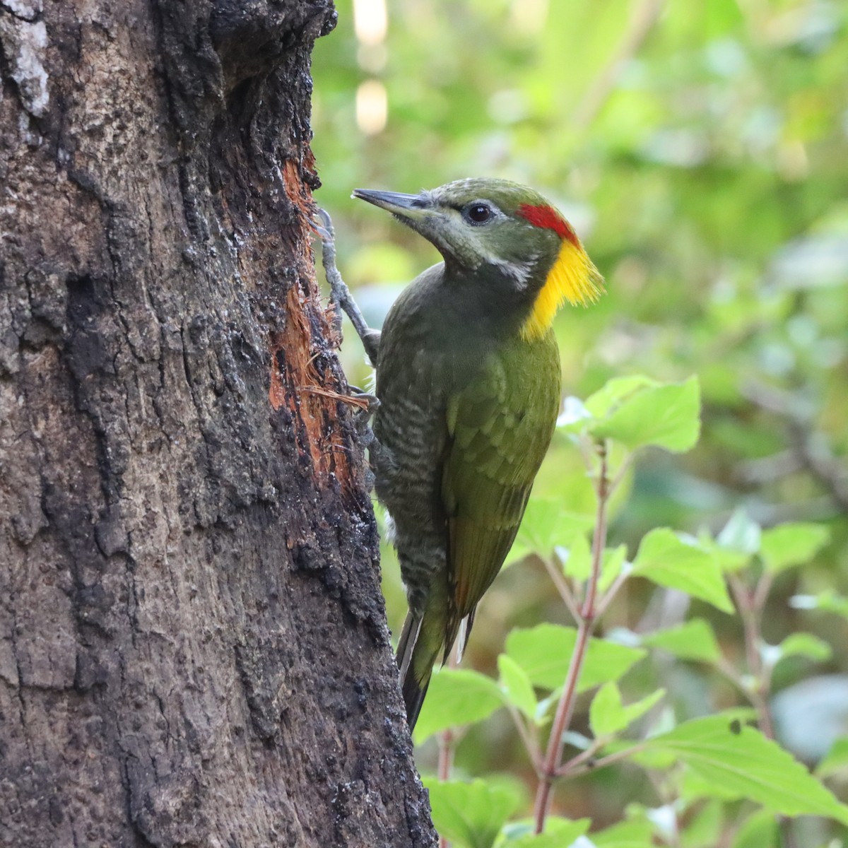 Lesser Yellownape - ML647286942