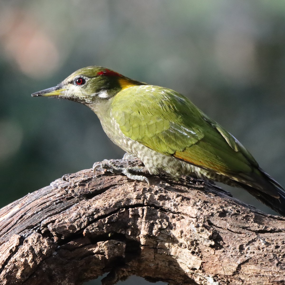 Lesser Yellownape - ML647286949