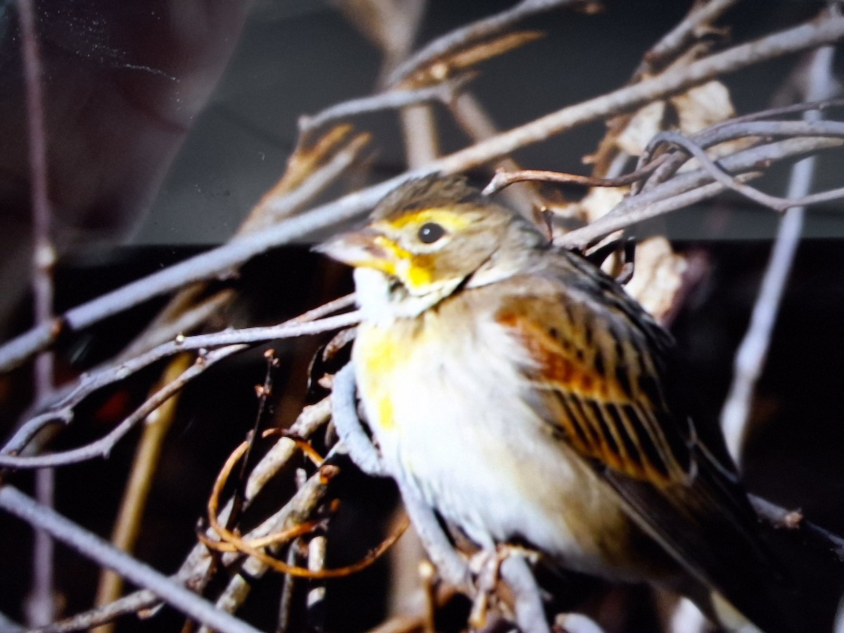 Arrocero - ML647286958