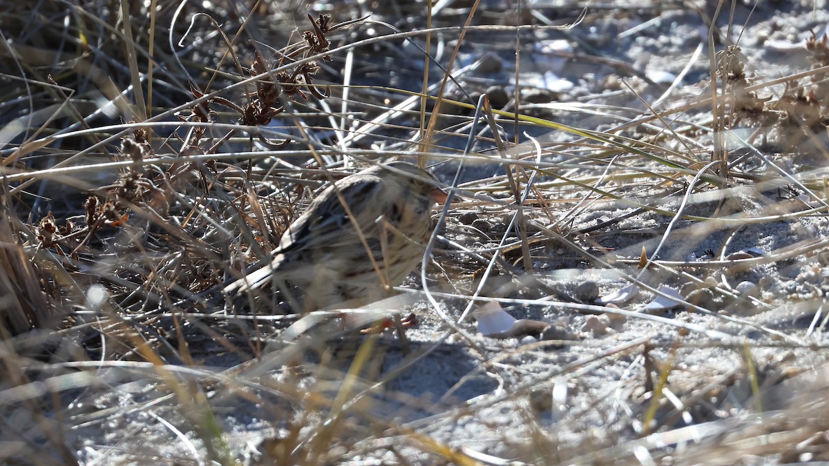 Savannah Sparrow (Ipswich) - ML647286966
