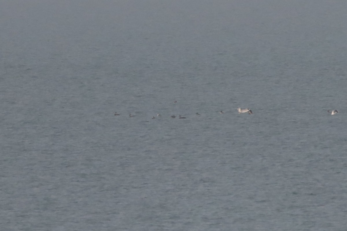 Common Scoter - ML647286970