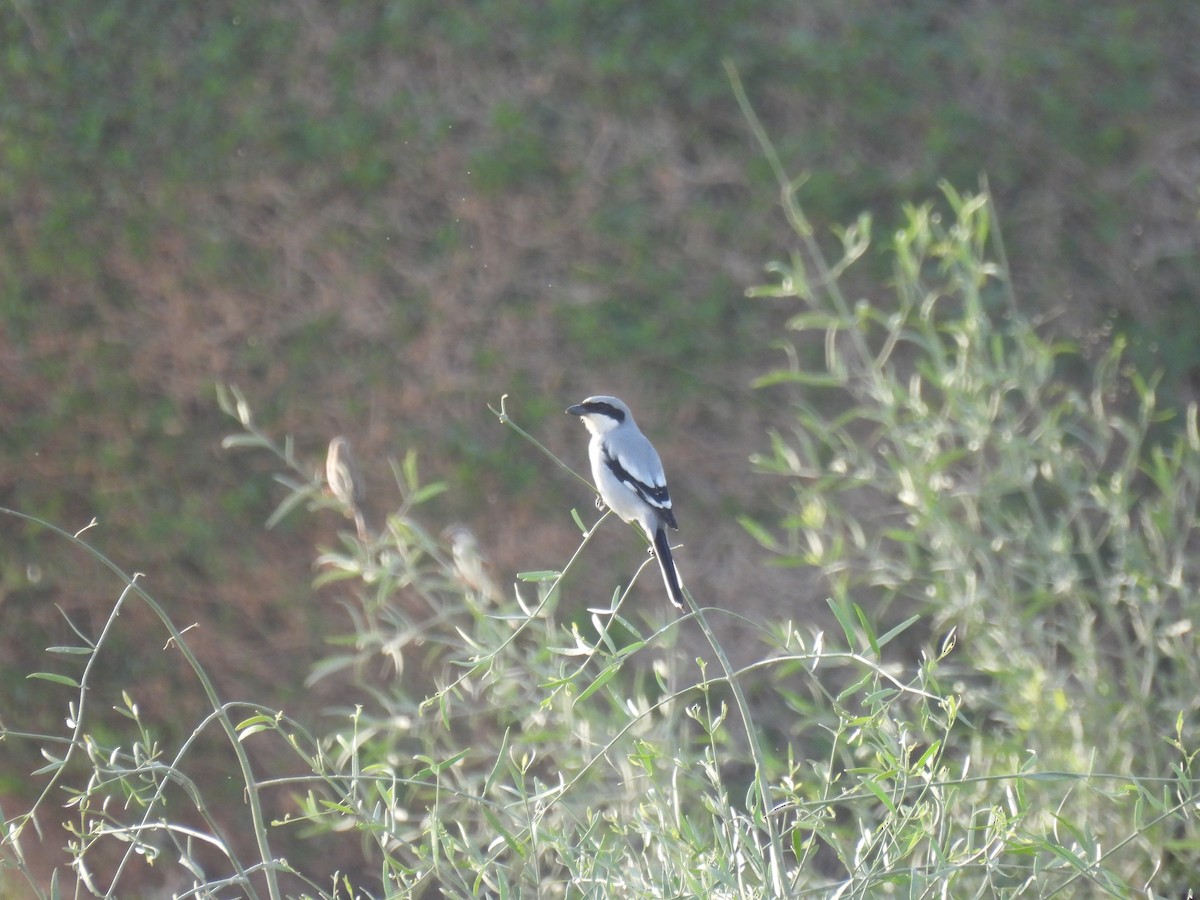 Great Gray Shrike (Arabian) - ML647286971