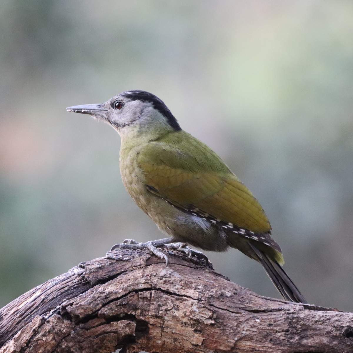 Pic cendré - ML647286973