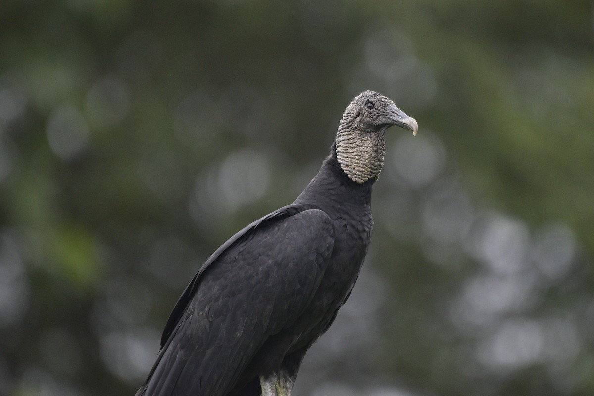 Black Vulture - ML647286975