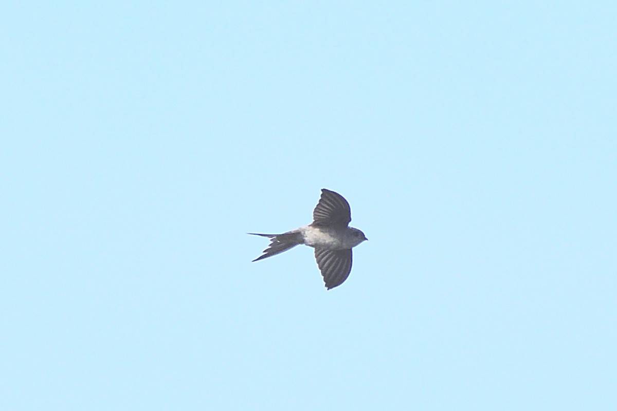 Asian Palm Swift - ML647286978