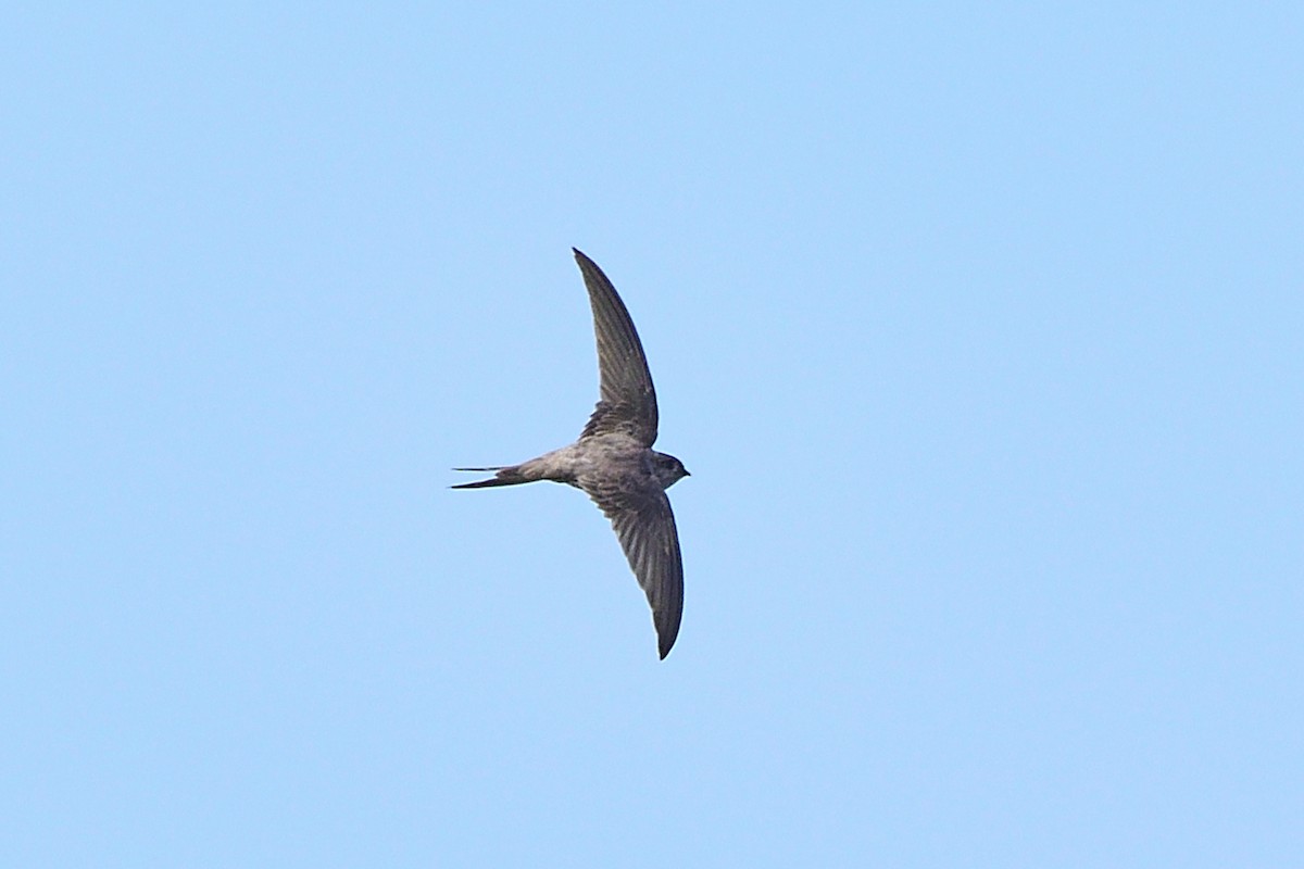 Asian Palm Swift - ML647286979