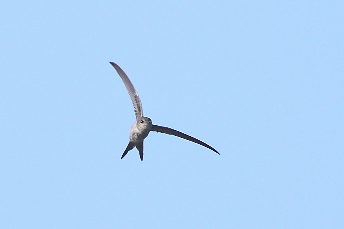 Asian Palm Swift - ML647286981