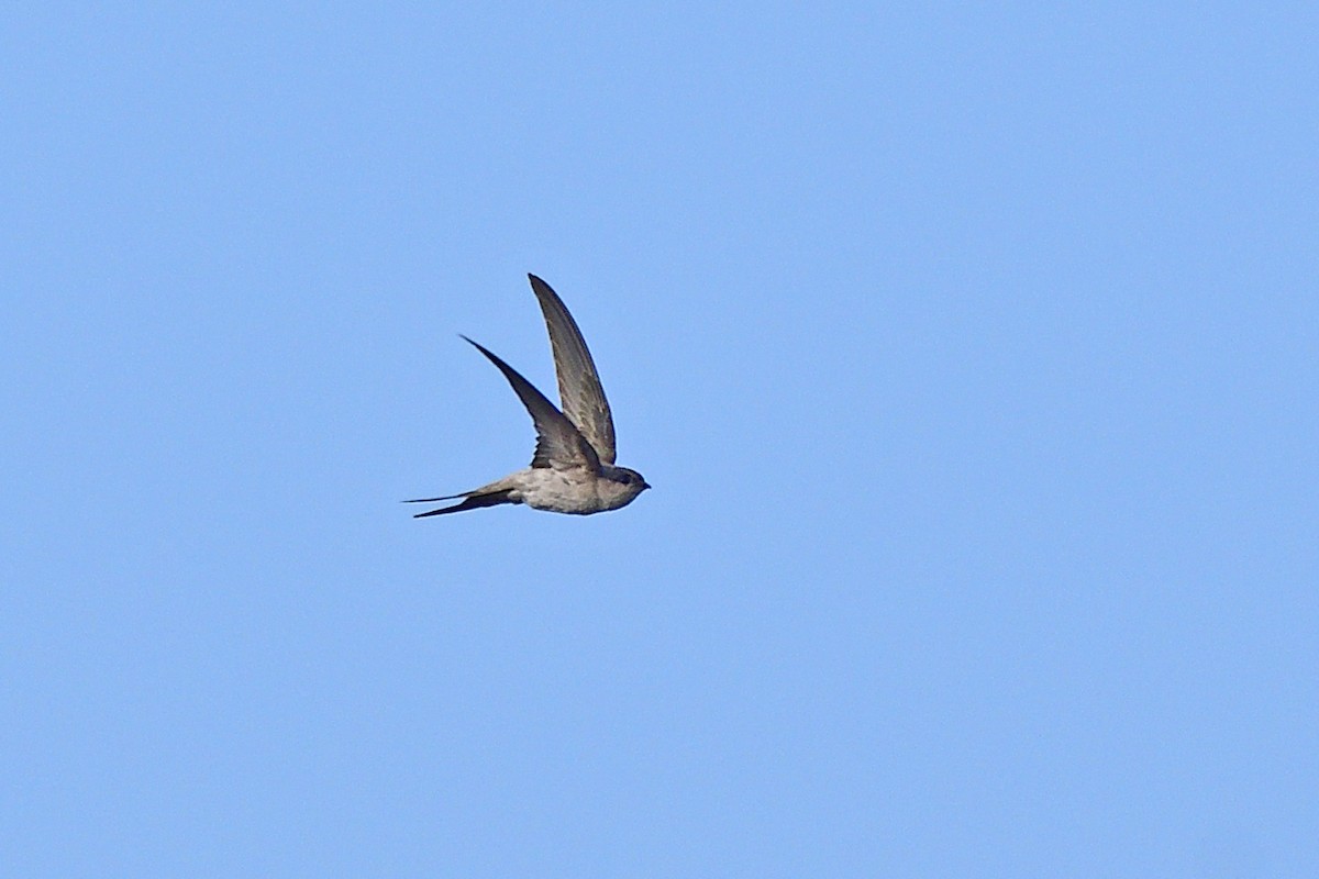 Asian Palm Swift - ML647286982