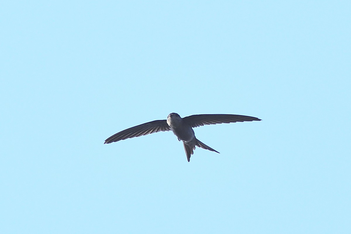 Asian Palm Swift - ML647286983