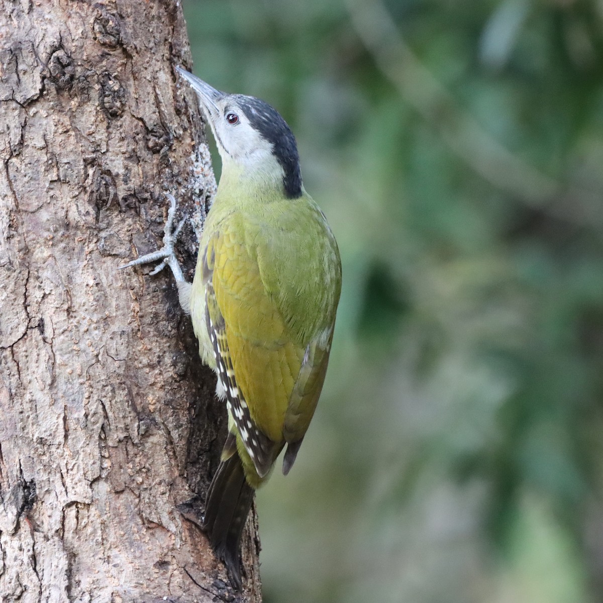 Pic cendré - ML647286992