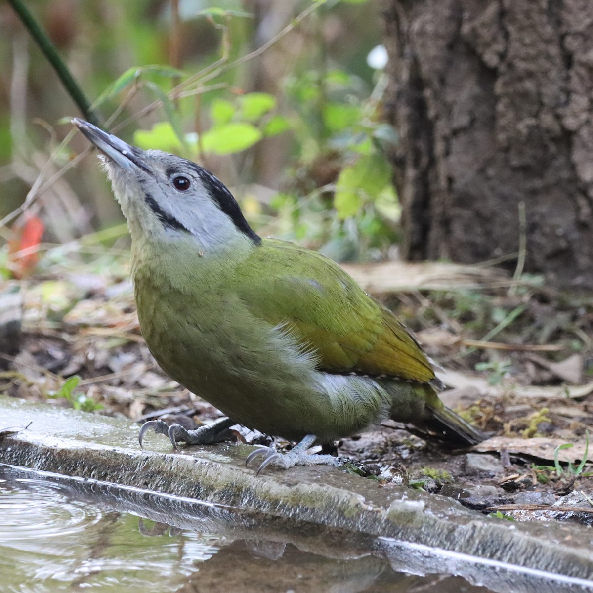 Pic cendré - ML647287003