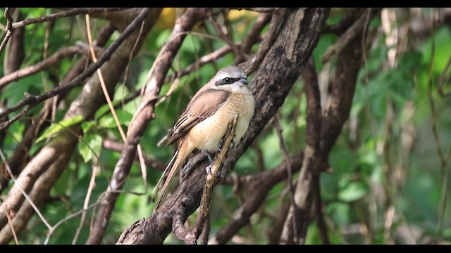 Brown Shrike - ML647287004