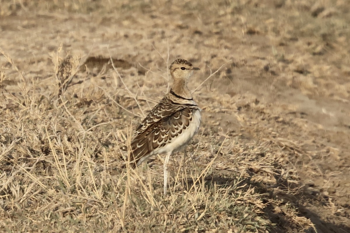 Бігунець смугастоволий - ML647287005
