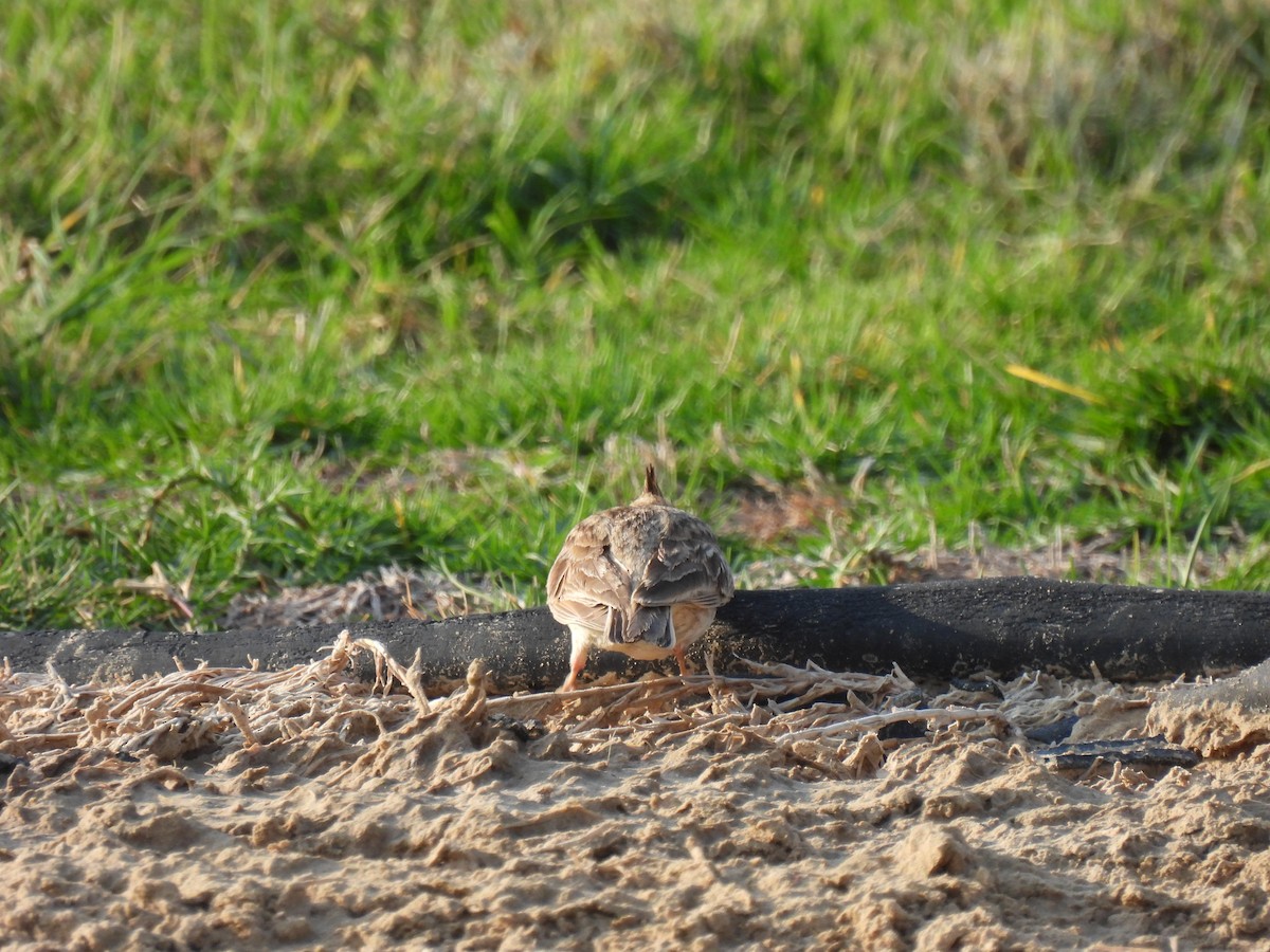 Согсоот болжмор - ML647287006