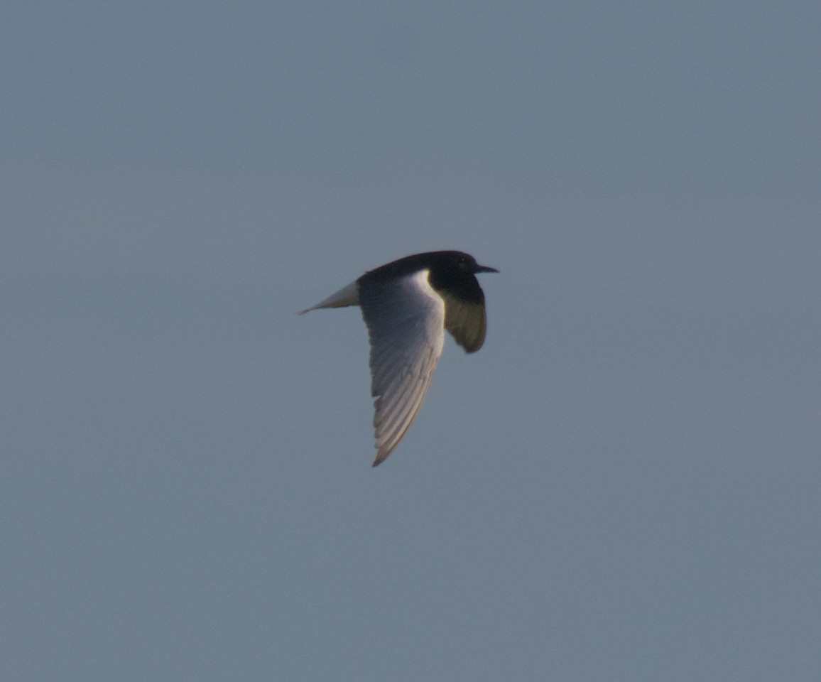 White-winged Tern - ML647287007