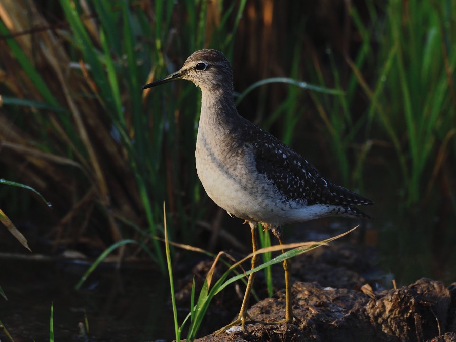 vodouš bahenní - ML647287008