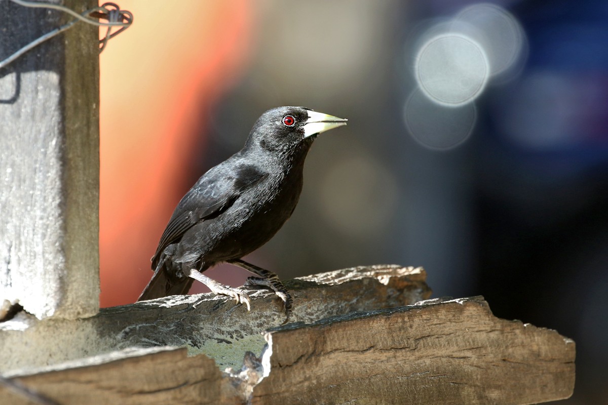 Solitary Black Cacique - ML64728701