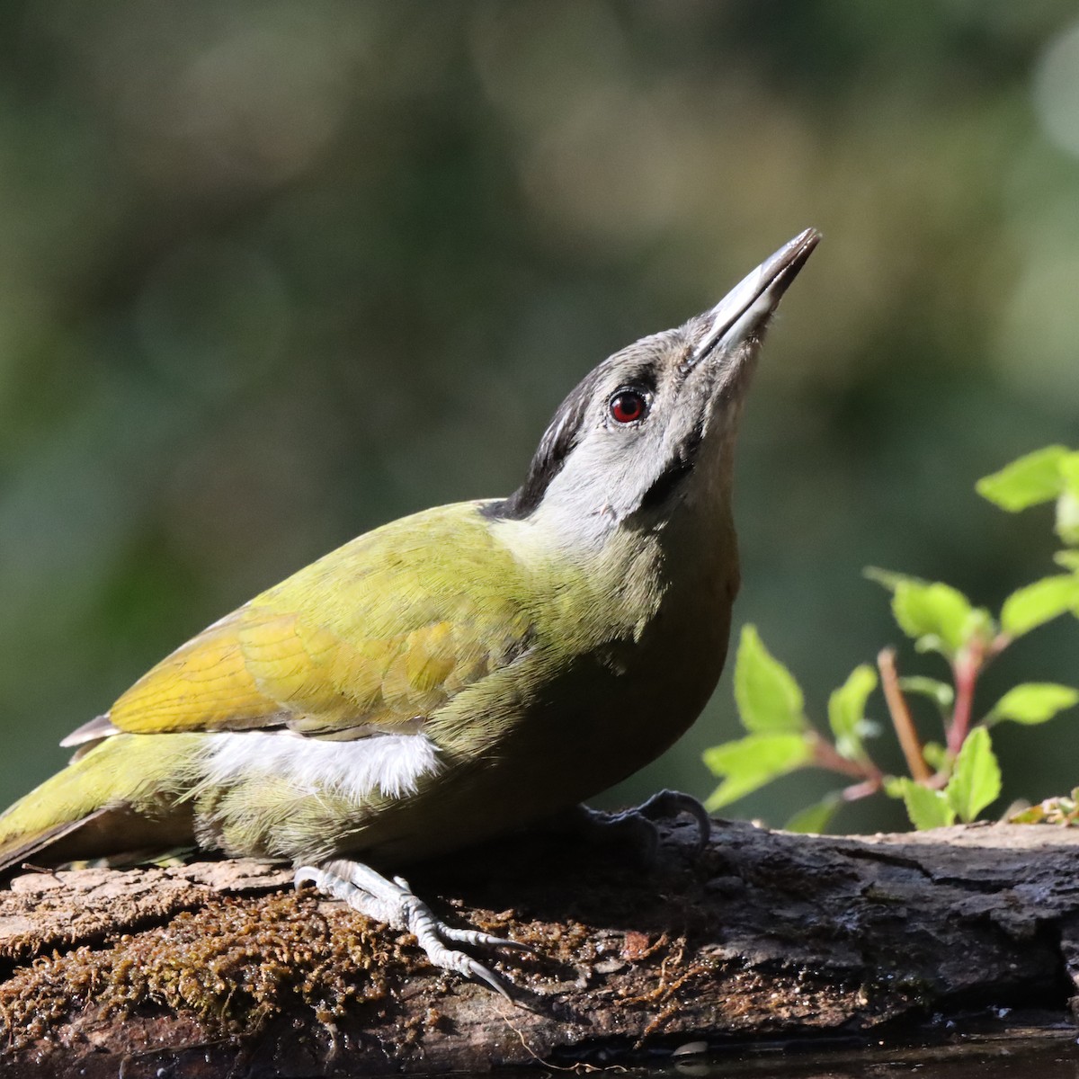 Pic cendré - ML647287026