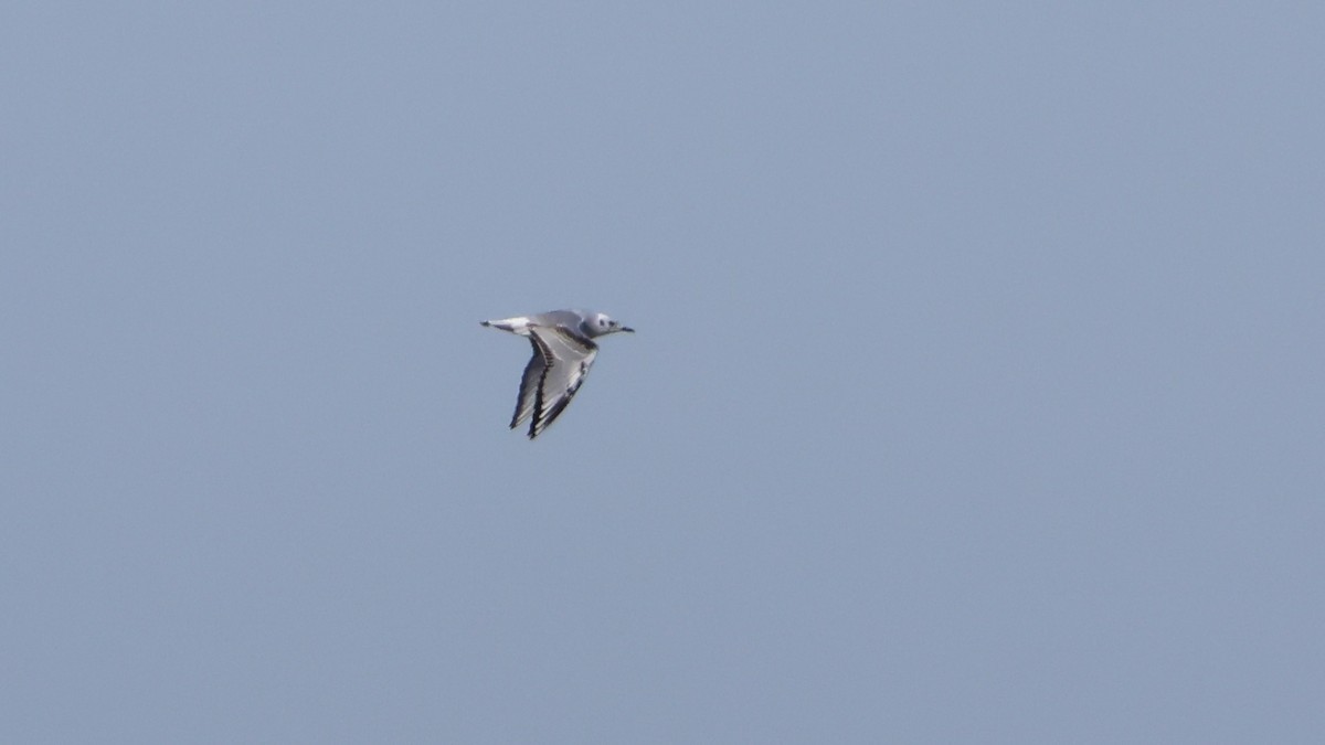 Gabbiano di Bonaparte - ML647287038