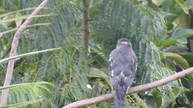 Shikra - ML647287046