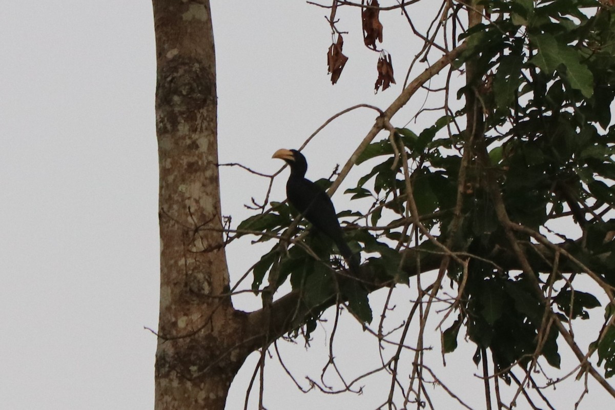 West African Pied Hornbill - ML647287047
