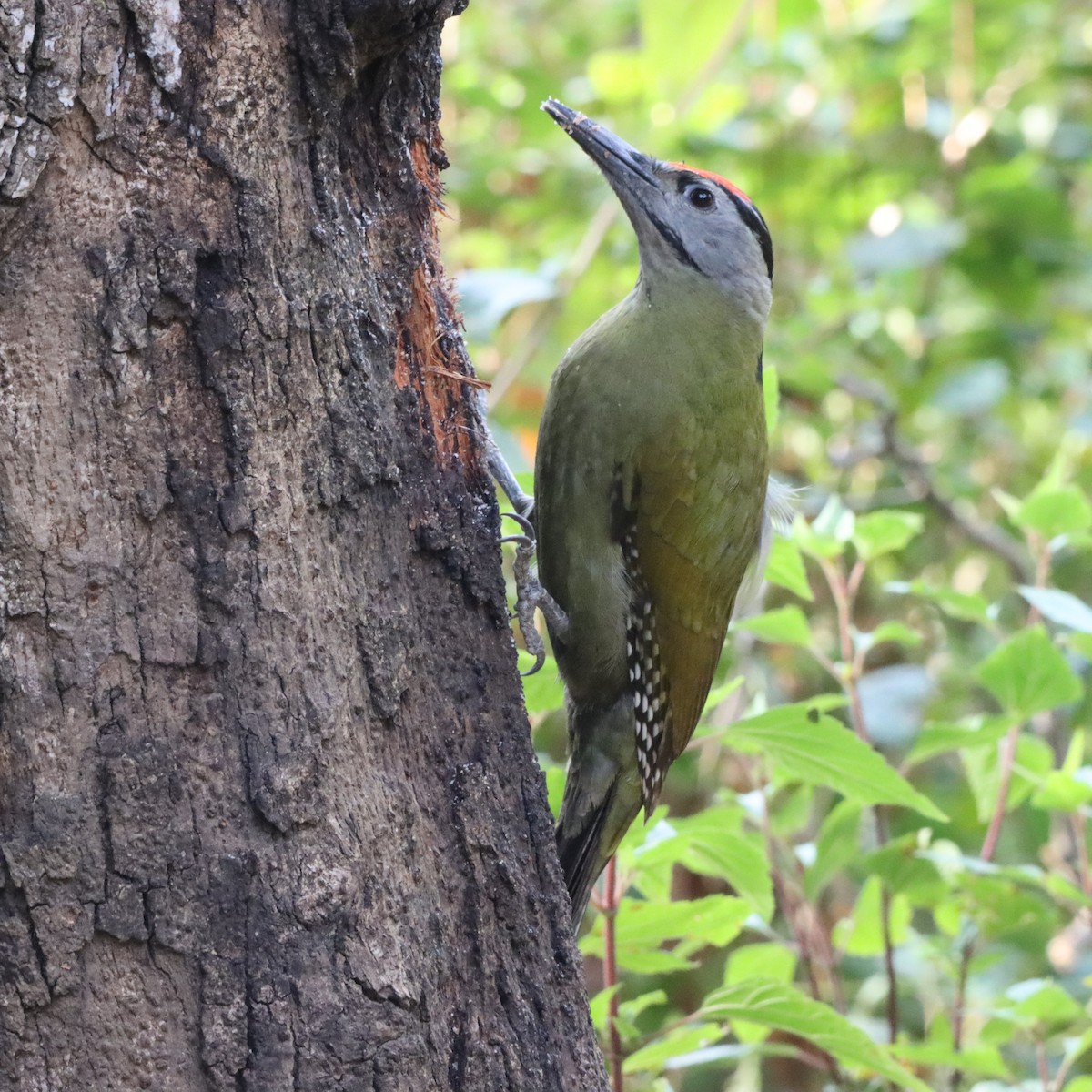 Pic cendré - ML647287050