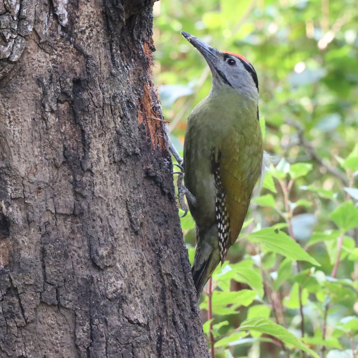 Pic cendré - ML647287053