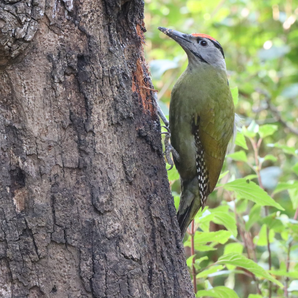 Pic cendré - ML647287056