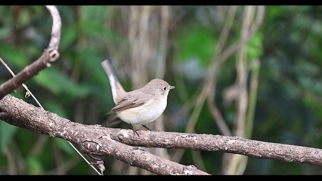 Red-breasted Flycatcher - ML647287058