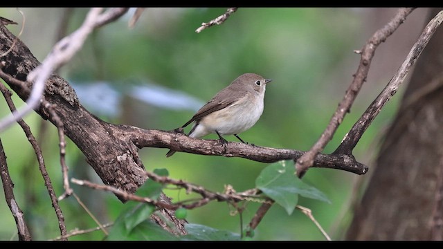 Red-breasted Flycatcher - ML647287059