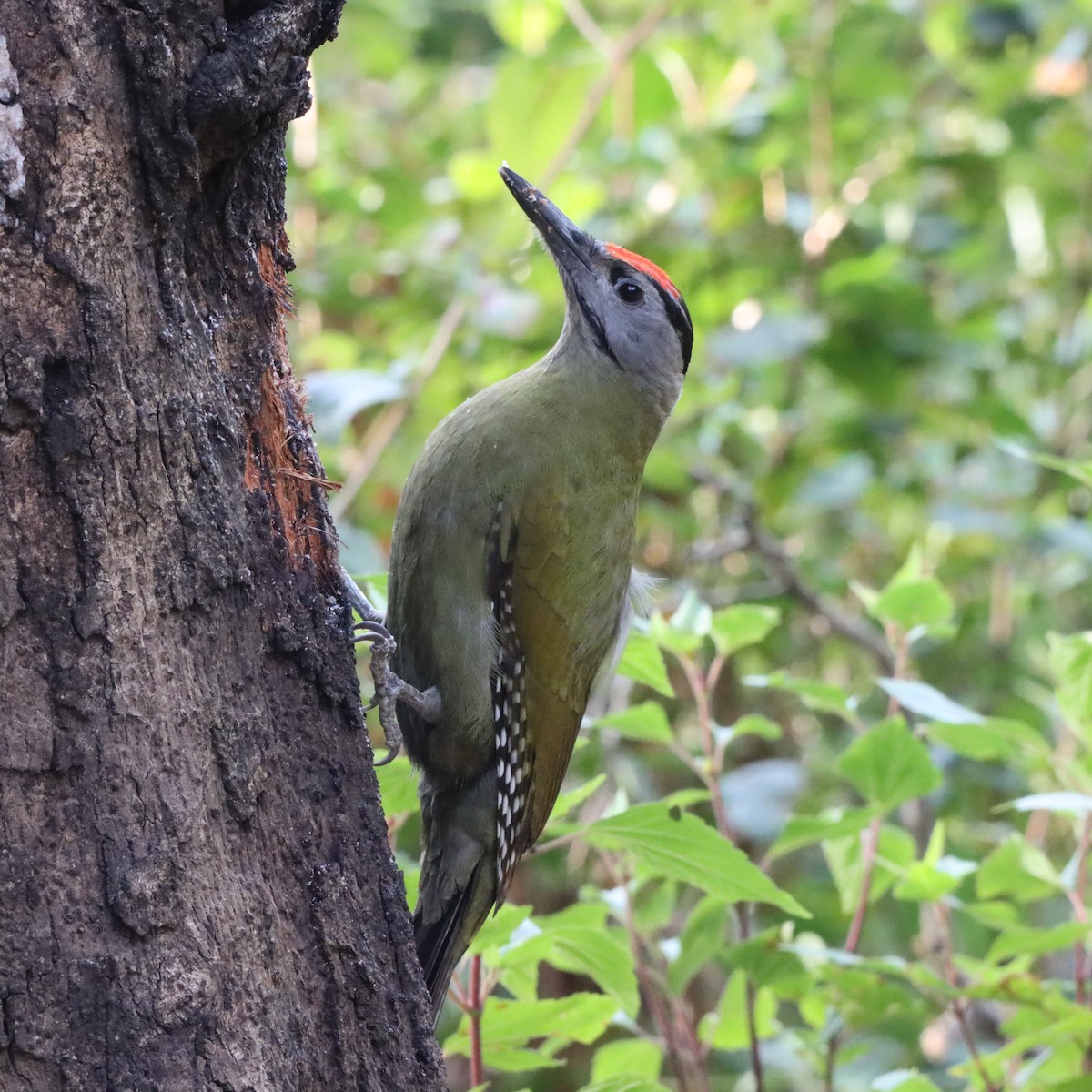 Pic cendré - ML647287067