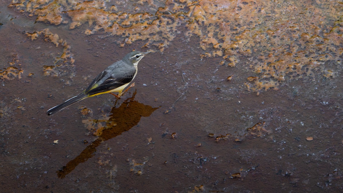 vintererle - ML647287070