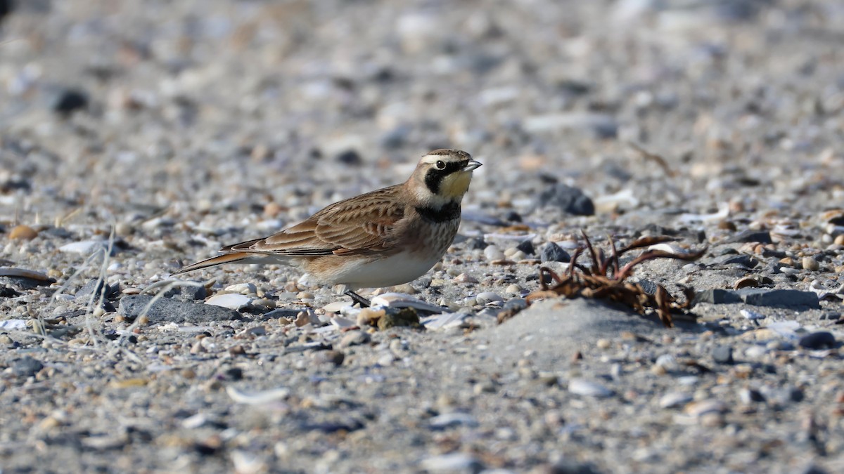 Allodola golagialla - ML647287080