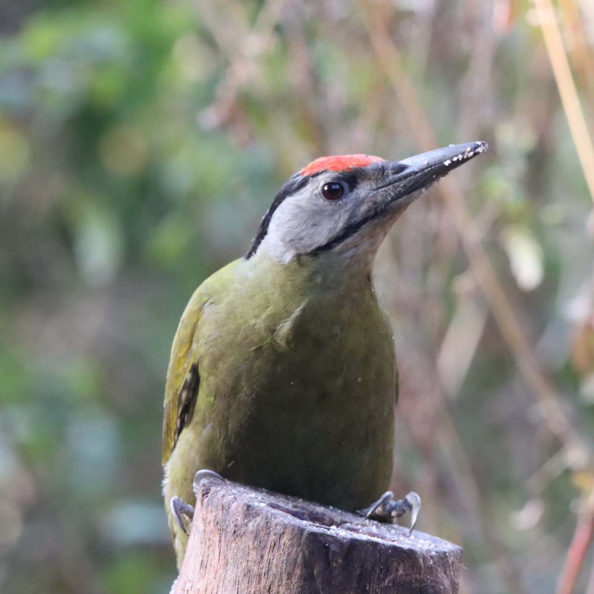 Pic cendré - ML647287081