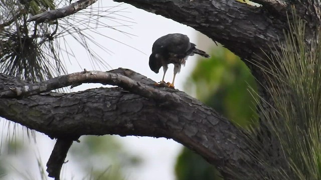 Shikra - ML647287082