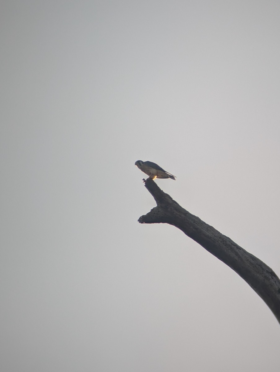 American Kestrel - ML647287083