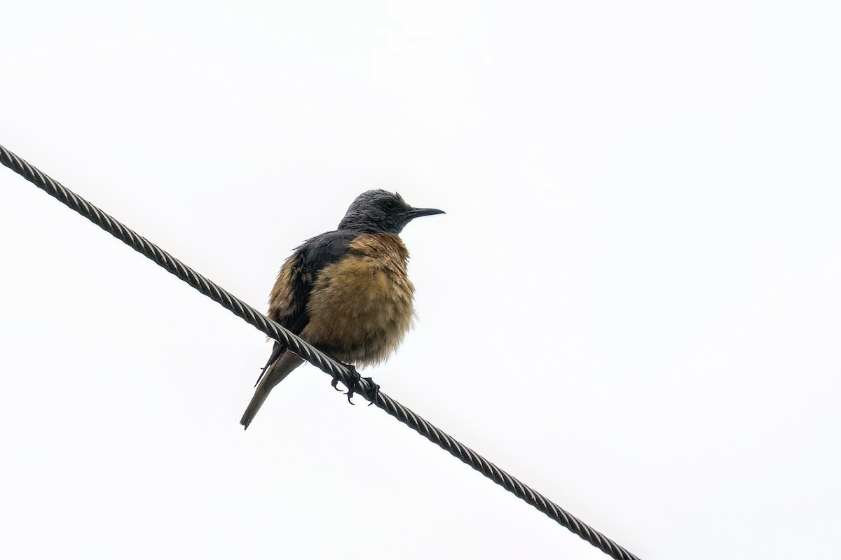 Kurzzehenrötel (pretoriae) - ML647287084