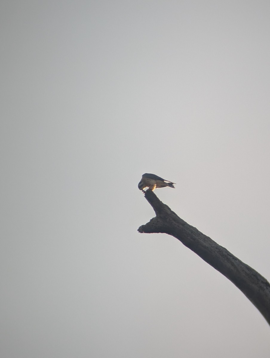 American Kestrel - ML647287085
