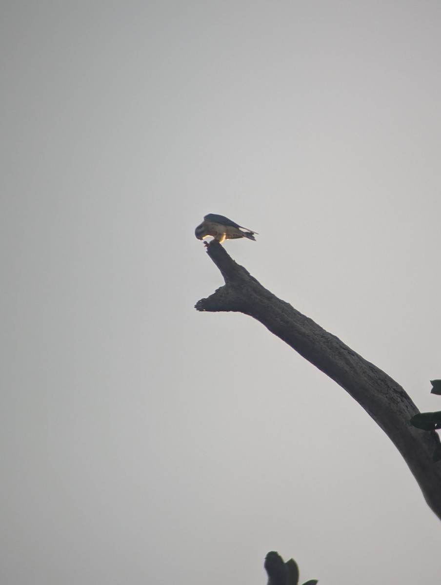 American Kestrel - ML647287089