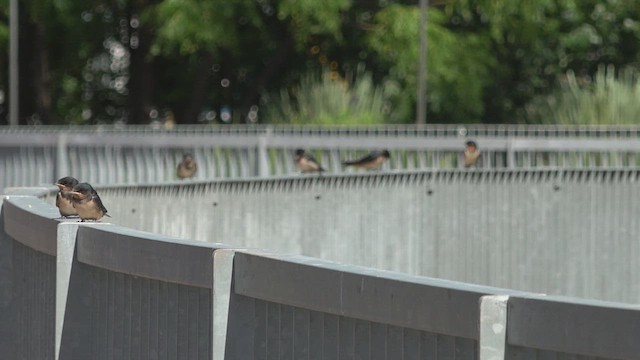 Barn Swallow - ML647287092