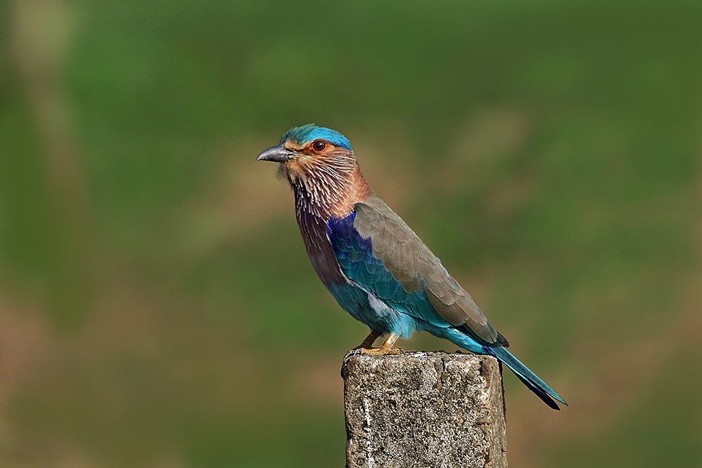 Indian Roller - ML647287093