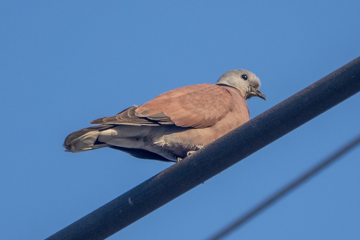 Red Collared-Dove - ML647287095